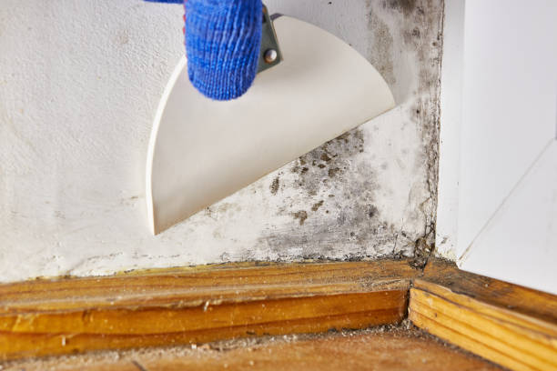 Best Mold Remediation for Healthcare Facilities  in Edgar, WI